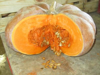 Courge musquee de provence