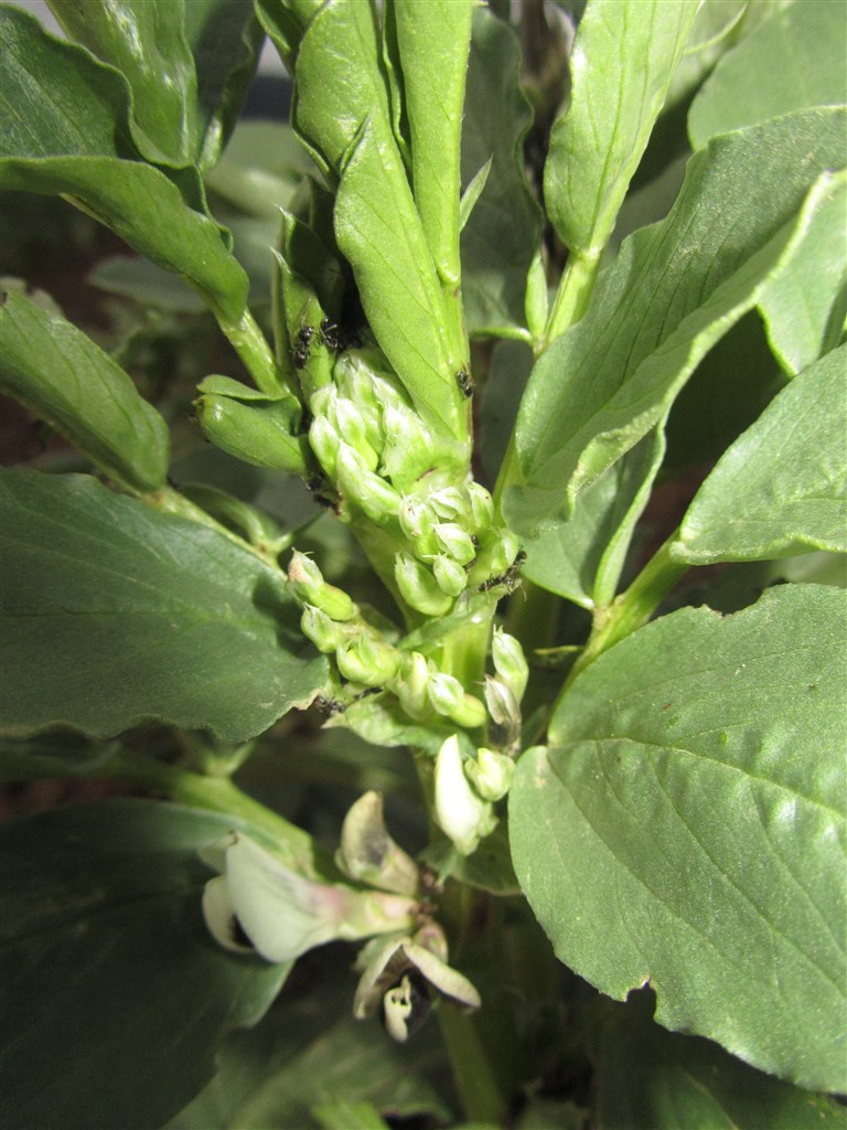 Fleurs sur plant de fèves (2)